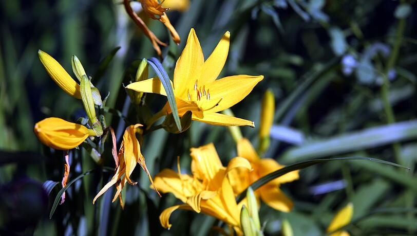 Gelbe Tupfen im Grün: Ein Dritterl der Parzelle darf mit Blumen bepflanzt sein, auf einem weiteren Drittel muss aber Obst und Gemüse wachsen.