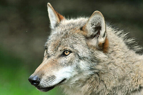 der Wolf darf vorerst in Bayern bleiben