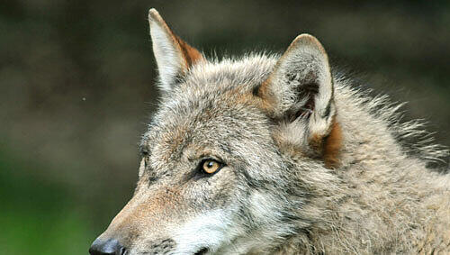 der Wolf darf vorerst in Bayern bleiben der Wolf darf vorerst in Bayern bleiben