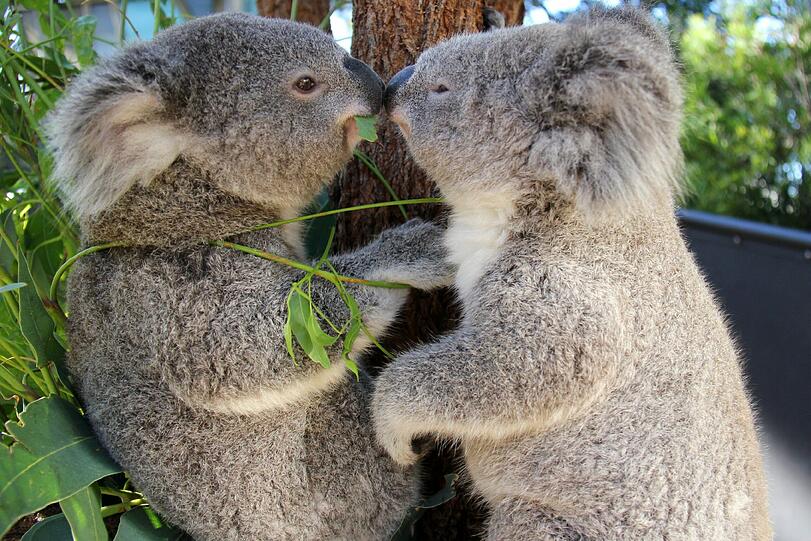 In einer Region südwestlich von Melbourne müssen derzeit Koalas eingeschläfert werden, weil viele der Tiere aufgrund ihrer hohen Anzahl zu verhungern drohen.