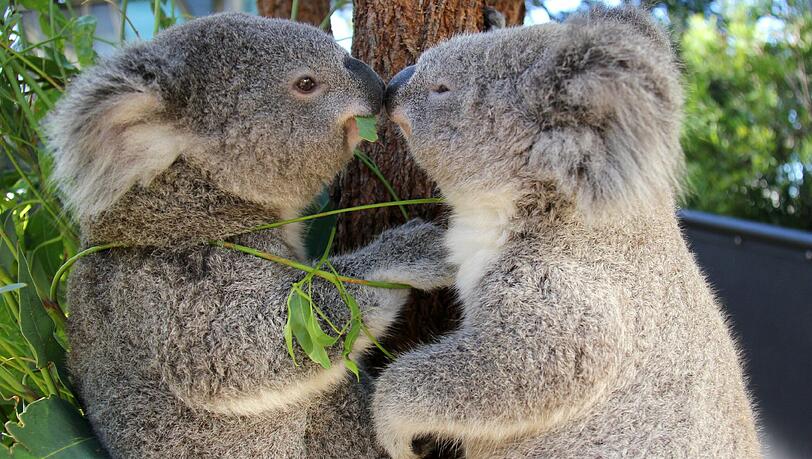 In einer Region südwestlich von Melbourne müssen derzeit Koalas eingeschläfert werden, weil viele der Tiere aufgrund ihrer hohen Anzahl zu verhungern drohen. In einer Region südwestlich von Melbourne müssen derzeit Koalas eingeschläfert werden, weil viele der Tiere aufgrund ihrer hohen Anzahl zu verhungern drohen.