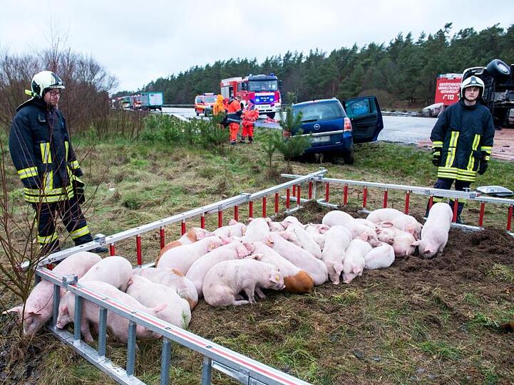 Schweine stehen nach dem Verkehrsunfall in einem Gehege aus Feuerwehrleitern.