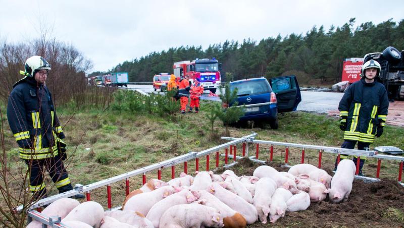 Schweine stehen nach dem Verkehrsunfall in einem Gehege aus Feuerwehrleitern. Schweine stehen nach dem Verkehrsunfall in einem Gehege aus Feuerwehrleitern.