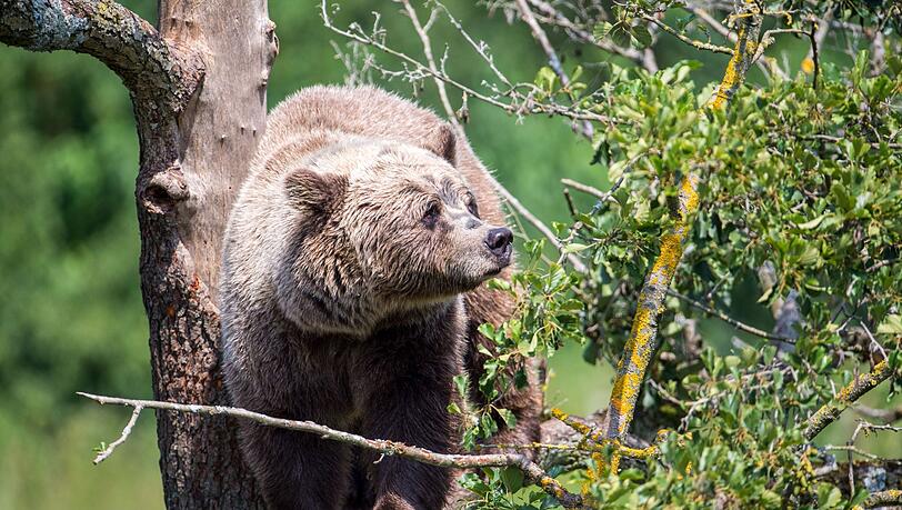 Ein Braunbär klettert in einem Wildpark auf einem Baum.