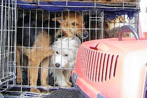 Die armen Tiere konnten in den engen Käfigen nicht mal den Kopf heben.