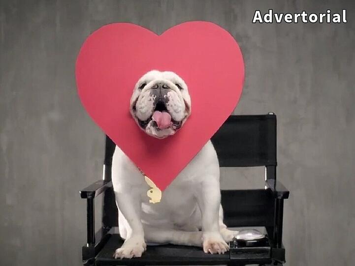 Playboy-Dogge "Dean" castet im Werbe-Clip die Lady mit den geschmeidigsten Beinen