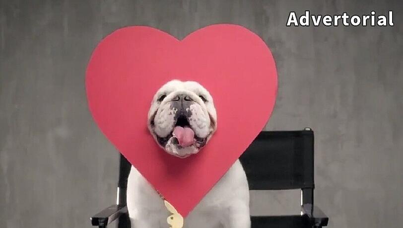 Playboy-Dogge "Dean" castet im Werbe-Clip die Lady mit den geschmeidigsten Beinen Playboy-Dogge "Dean" castet im Werbe-Clip die Lady mit den geschmeidigsten Beinen