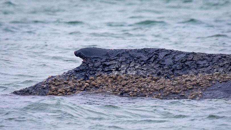 Der Wal ist weiterhin gestrandet.
