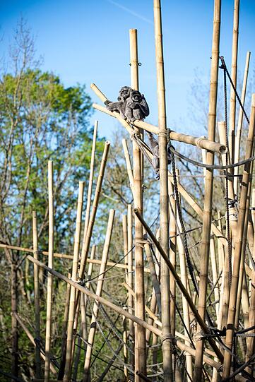 Die vom Aussterben bedrohten Silbergibbons haben im Tierpark Hellabrunn nun eine neugestaltete Außenanlage.