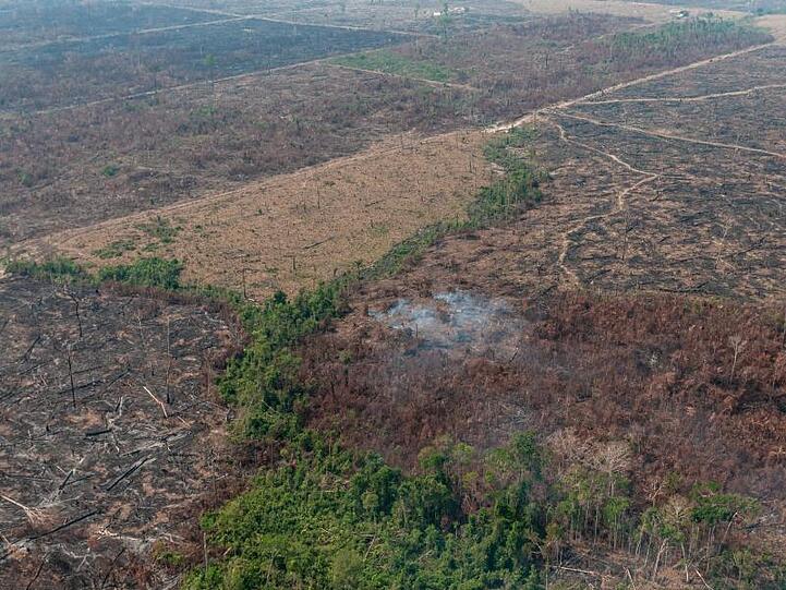 Eine verbrannte Waldfläche im brasilianischen Amazonas-Gebiet. Die brasilianische Regierung hat das Abbrennen von Flächen für 120 Tage verboten.