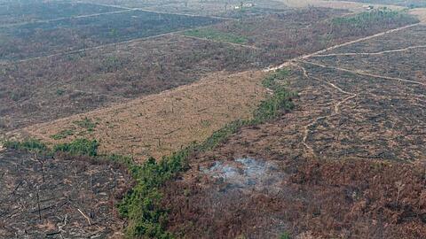 Eine verbrannte Waldfläche im brasilianischen Amazonas-Gebiet. Die brasilianische Regierung hat das Abbrennen von Flächen für 120 Tage verboten.