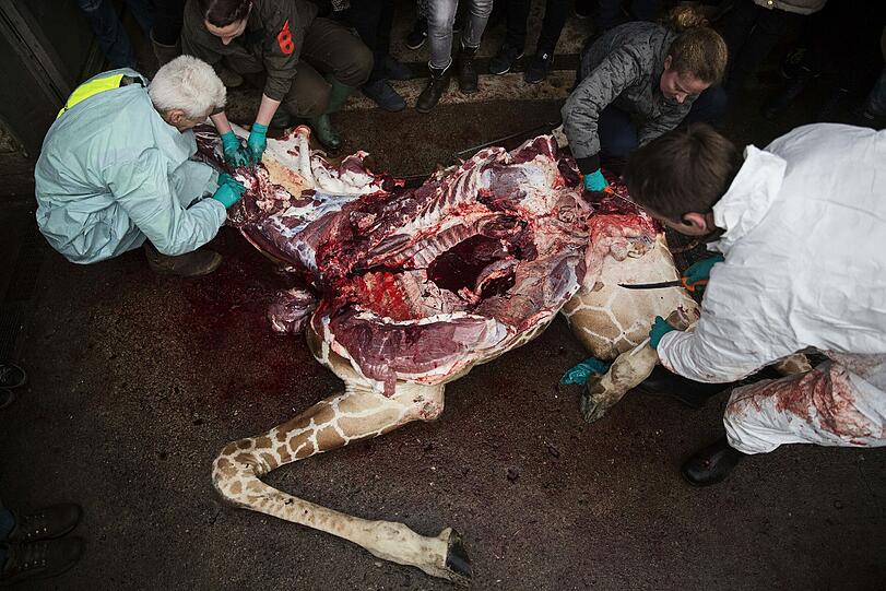 Weltweite Entrüstung: Im Zoo in Kopenhagen wurde eine gesunde Giraffe getötet und dann an die Löwen verfüttert. Die Bilder.