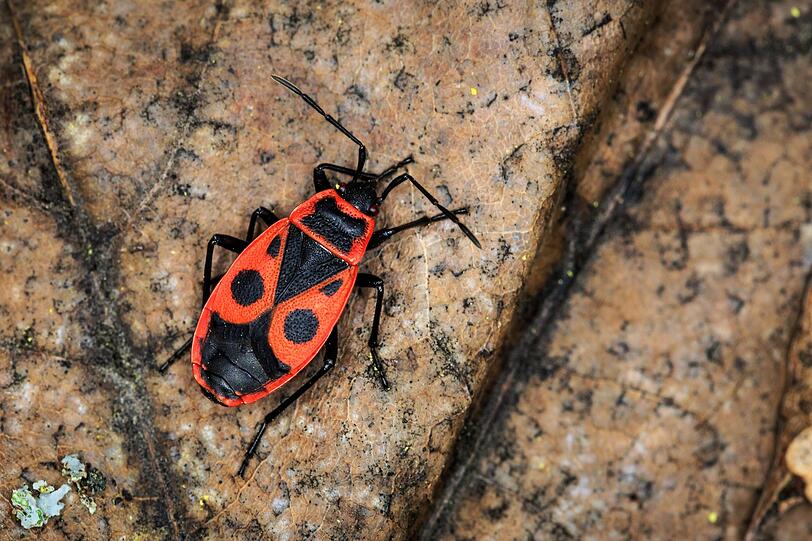 Eine Feuerwanzen-Invasion auf der Terrasse kann auf den ersten Blick etwas unheimlich wirken. Bedrohlich sind die knallrot gezeichneten Insekten aber nicht. Wenn sie zuhauf einen Platz im Garten stürmen, lässt sich das zumeist einfach erklären: Vermutlich wachsen in der nahen Umgebung ein Hibiskus oder gar eine bei den Feuerwanzen äußerst beliebte Linde. Eine Feuerwanzen-Invasion auf der Terrasse kann auf den ersten Blick etwas unheimlich wirken. Bedrohlich sind die knallrot gezeichneten Insekten aber nicht. Wenn sie zuhauf einen Platz im Garten stürmen, lässt sich das zumeist einfach erklären: Vermutlich wachsen in der nahen Umgebung ein Hibiskus oder gar eine bei den Feuerwanzen äußerst beliebte Linde.