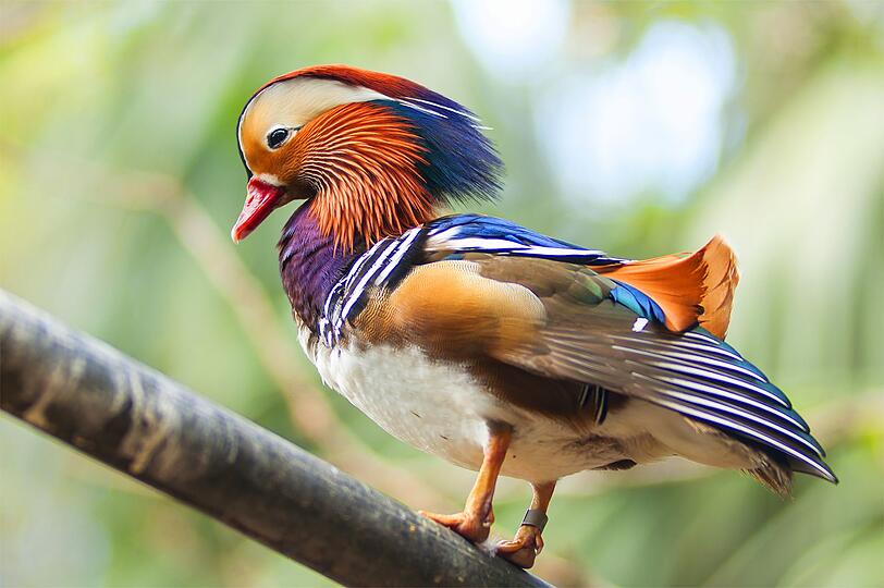 In der Regel k&ouml;nnen wir uns in unseren Breiten eher selten an farbenpr&auml;chtigem Gefieder in der freien Natur erfreuen. Auch die exotisch gef&auml;rbte und gemusterte Mandarinente ist eigentlich in Ostasien daheim. Doch mittlerweile kann man auch hierzulande beobachten, wie die bunten Erpel auf diese Weise die weniger auff&auml;llig gefiederten Entenweibchen bet&ouml;ren.