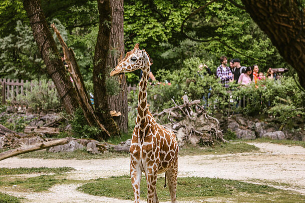 Taziyah war eines von fünf Giraffenweibchen im Tierpark Hellabrunn. Taziyah war eines von fünf Giraffenweibchen im Tierpark Hellabrunn.