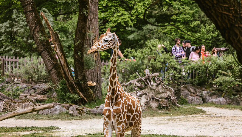 Taziyah war eines von fünf Giraffenweibchen im Tierpark Hellabrunn. Taziyah war eines von fünf Giraffenweibchen im Tierpark Hellabrunn.