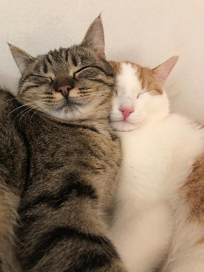 Tiger und Bonita