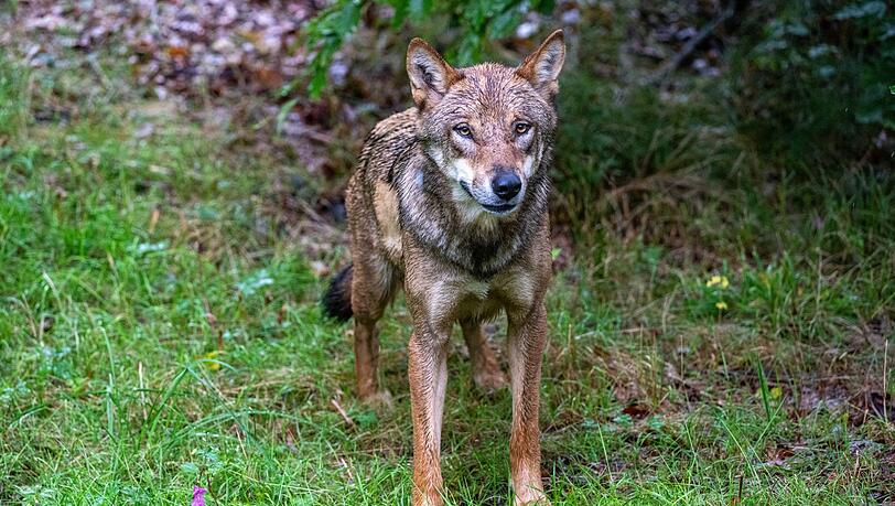 Der Wolf soll ins bayerische Jagdrecht aufgenommen werden. (Symbolbild)