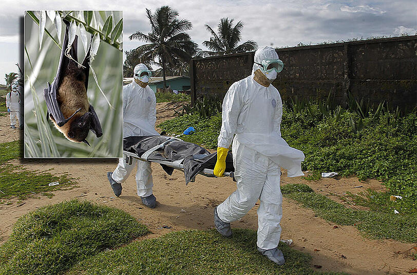 Laut einer Studie sind Fledermäuse der Art "Mops condylurus" der Auslöser für die Ebola-Epidemie in Westafrika.