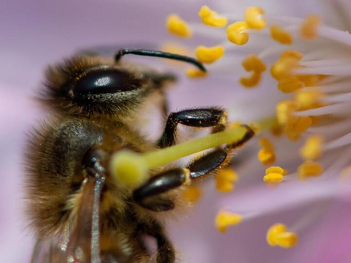 Eine Biene sammelt in der Blüte einer japanischen Zierkirsche Nektar und Pollen. Foto: Sven Hoppe/dpa/Archiv