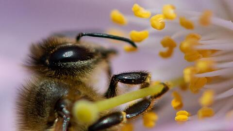 Eine Biene sammelt in der Blüte einer japanischen Zierkirsche Nektar und Pollen. Foto: Sven Hoppe/dpa/Archiv