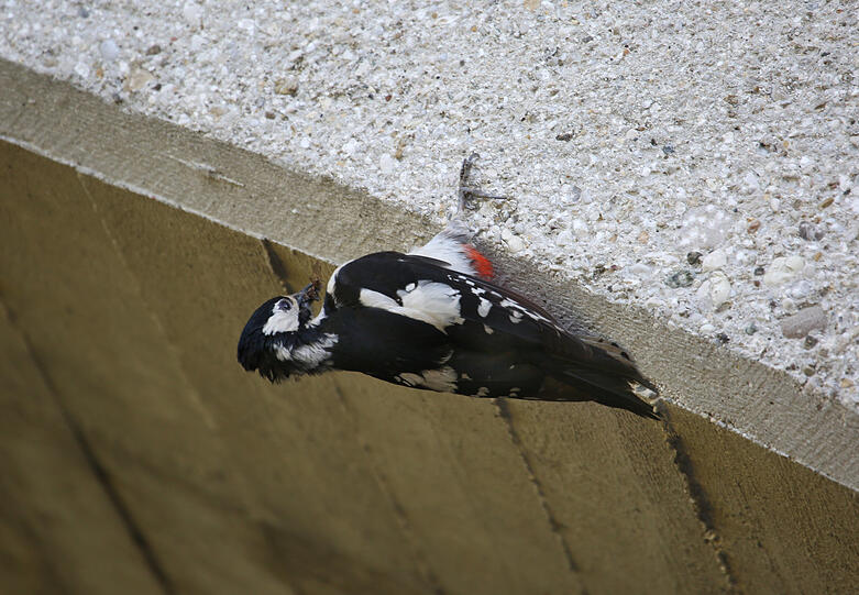 Ein Buntspecht pickt Insekten aus Mauerritzen an der Unterführung.