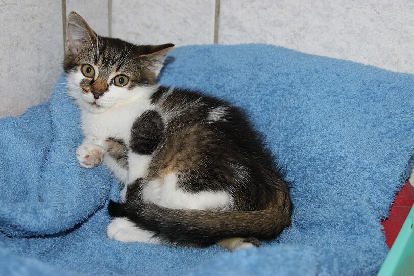 Die kleine Franca hatte einen schweren Unfall. Sie überlebte - mit gebrochener Hüfte.