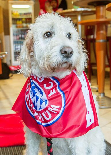 Das lange Warten auf die Pokalhelden. Es regnet und regnet und dennoch warten schon tausende Bayern-Fans auf das Eintreffen der Bayern-Stars. Die Bilder vom Marienplatz