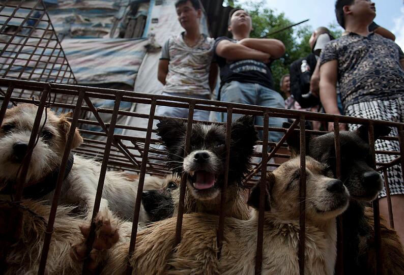Die gefangenen Hunde in Yulin.