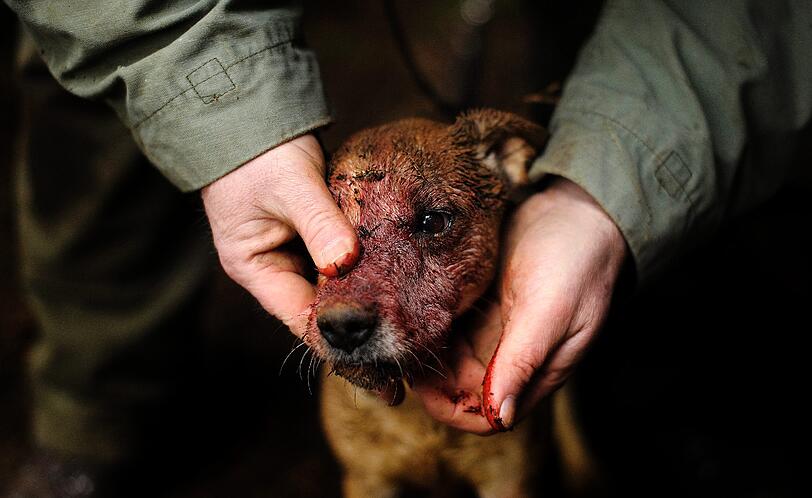 Der Parson-Russel war beim Stoebern in Fuchs- und Dachsbauten an einen Dachs geraten. Bei einem einstuendigen Kampf (!) unter der Erde zogen sich der Jagdhund eine blutige Nase zu.