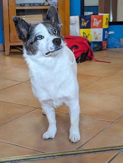 Wonda ist eine geborene Therapeutin. Es wollen Hunde mit ihr spielen, die nie mit anderen Hunden auskommen. Selbst bei grantigen Menschen zaubert sie ein Lächeln ins Gesicht. Kurz und knapp, alle lieben Wonda mit ihren leuchtend blauen Augen.