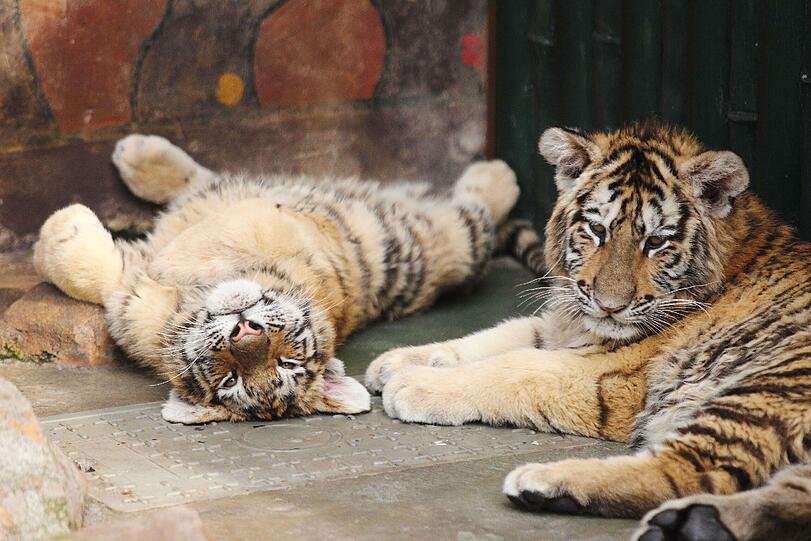 Tiger beim Relaxen: Diese zwei sibirischen Jungtiger gehören dem Hangzhou Zoo in China.