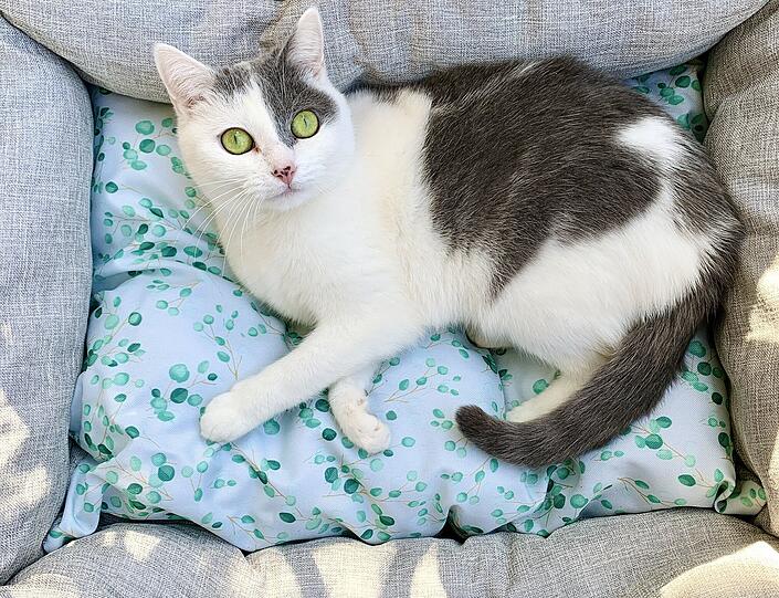 Penelope