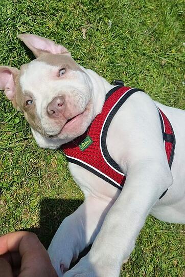 Ares