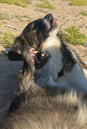 Hunde Pita & Simba (Herdenschutzhund-Mix)