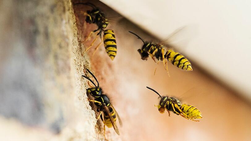 Wespen suchen sich gerne mal Hauswände für ihren Nestbau aus. Wespen suchen sich gerne mal Hauswände für ihren Nestbau aus.