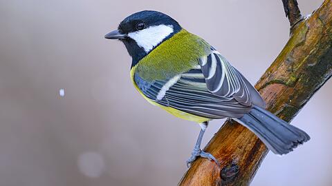 Kohlmeisen wurden bei der "Stunde der Winterv&ouml;gel" weniger gez&auml;hlt als im Vorjahr. (Archivbild)