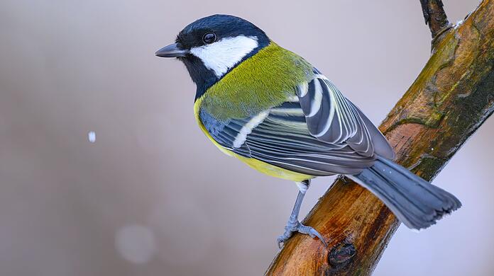 Bei der "Stunde der Winterv&ouml;gel" wurde die Kohlmeise in M&uuml;nchen am h&auml;ufigsten gesichtet. (Archivbild)