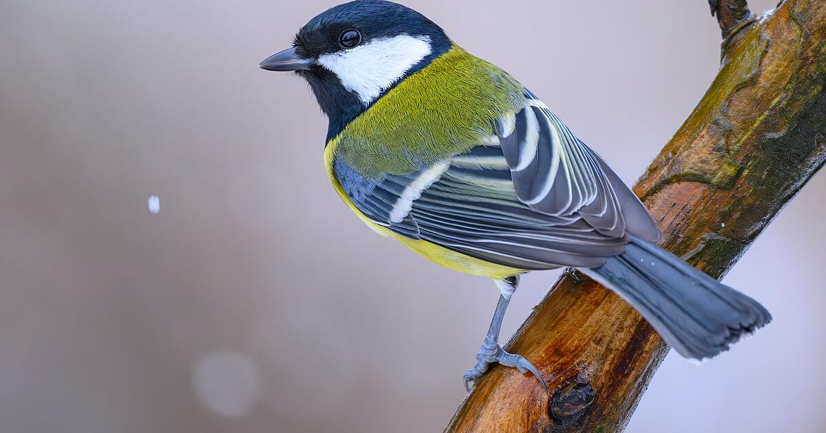 Immer-weniger-V-gel-in-M-nchen-eine-Art-bereitet-gro-e-Sorgen