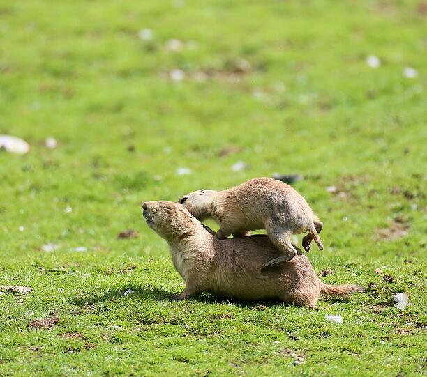 Sind die Vögel nicht in Sicht, trauen sich die niedlichen Nager aus ihren Löchern und purzeln über die Anlage.