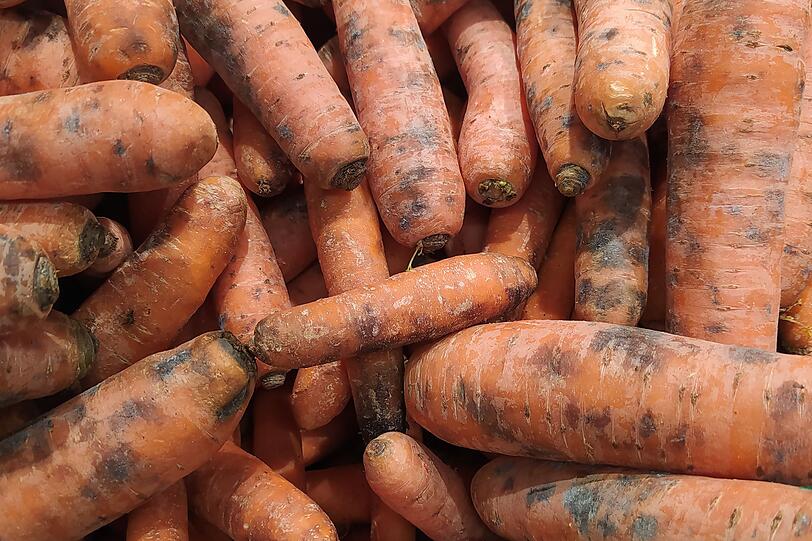 Kleine dunkle Flecken auf Karotten, Pastinaken, K&uuml;rbis, Blumenkohl sowie harten Birnen und &Auml;pfeln lassen sich einfach entfernen. Der Rest kann problemlos gegessen werden. Im Zweifel ist Wegwerfen aber die sicherere Wahl. Weiche oder wasserreiche Obst- und Gem&uuml;sesorten mit verd&auml;chtigen Stellen geh&ouml;ren sofort in den M&uuml;ll. Auch Zitrusfr&uuml;chte wie Orangen und Grapefruits mit Schimmel sind nicht mehr genie&szlig;bar.