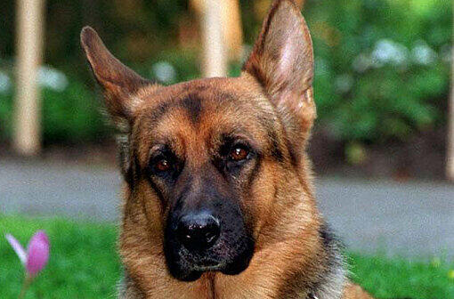Nicht nur Fernsehhunde wie Kommissar Rex (Foto) retten Leben, auch Polizeihund Fux hat jetzt einen 23-Jährigen vor dem Kältetod bewahrt.