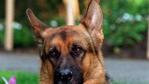 Nicht nur Fernsehhunde wie Kommissar Rex (Foto) retten Leben, auch Polizeihund Fux hat jetzt einen 23-Jährigen vor dem Kältetod bewahrt. Nicht nur Fernsehhunde wie Kommissar Rex (Foto) retten Leben, auch Polizeihund Fux hat jetzt einen 23-Jährigen vor dem Kältetod bewahrt.