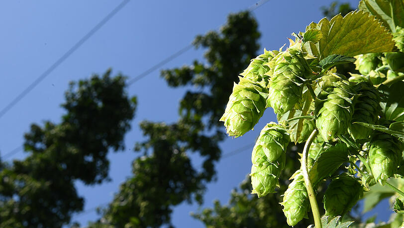 Der Hopfenanbau blüht, obwohl der Bierkonsum kontinuierlich zurückgeht. Der Hopfenanbau blüht, obwohl der Bierkonsum kontinuierlich zurückgeht.