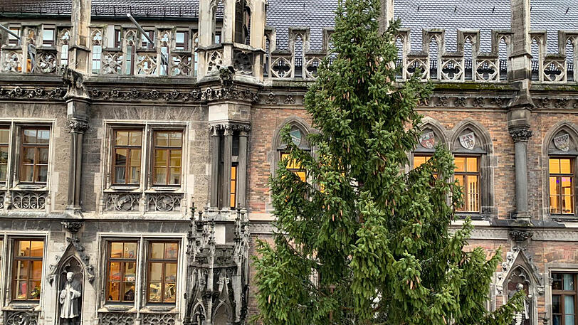 So sieht die obere Hälfte des Baumes aus.