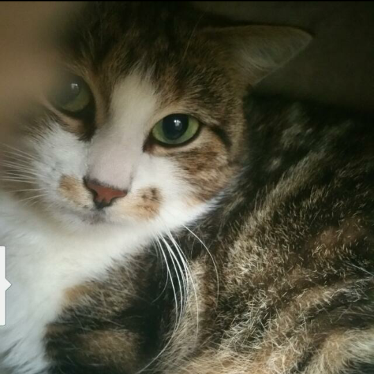 Nelly