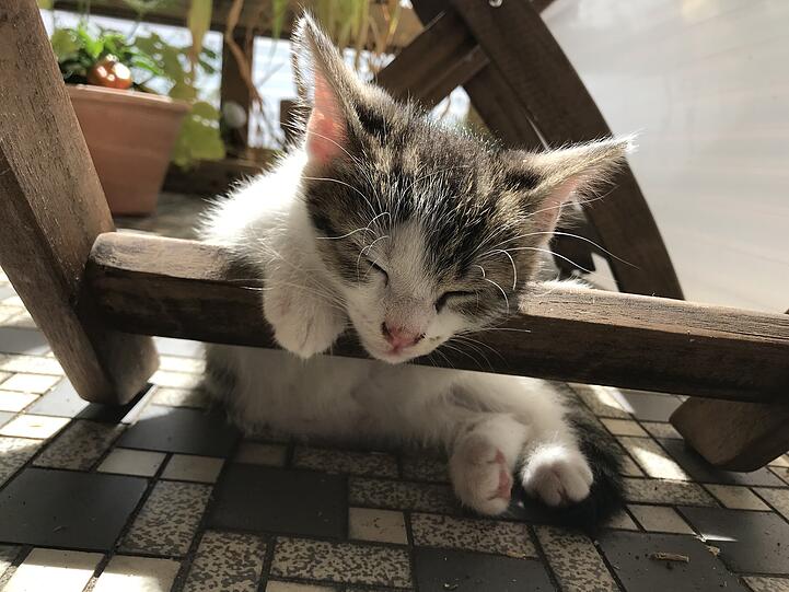 Löwe