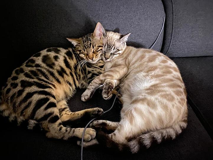 Bengalkatzen Mac und Chino