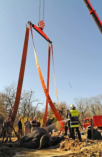 Elefanten-Oma Tina: Im März erlitt die Leitkuh einen Schwächeanfall. Mit Hilfe der Feuerwehr wurde sie wieder aufgerichtet. Die Bilder.