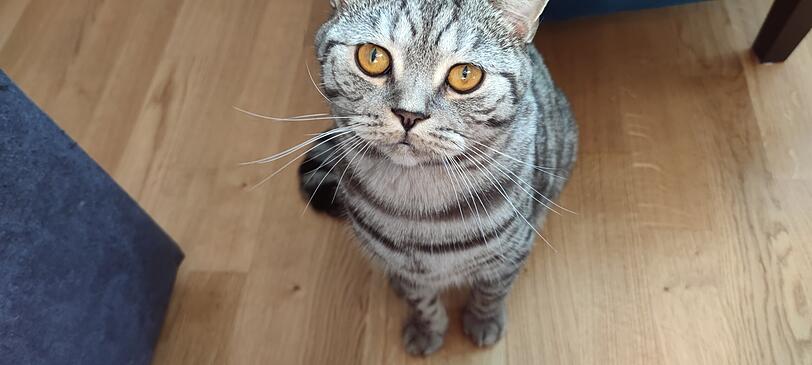 Shiro